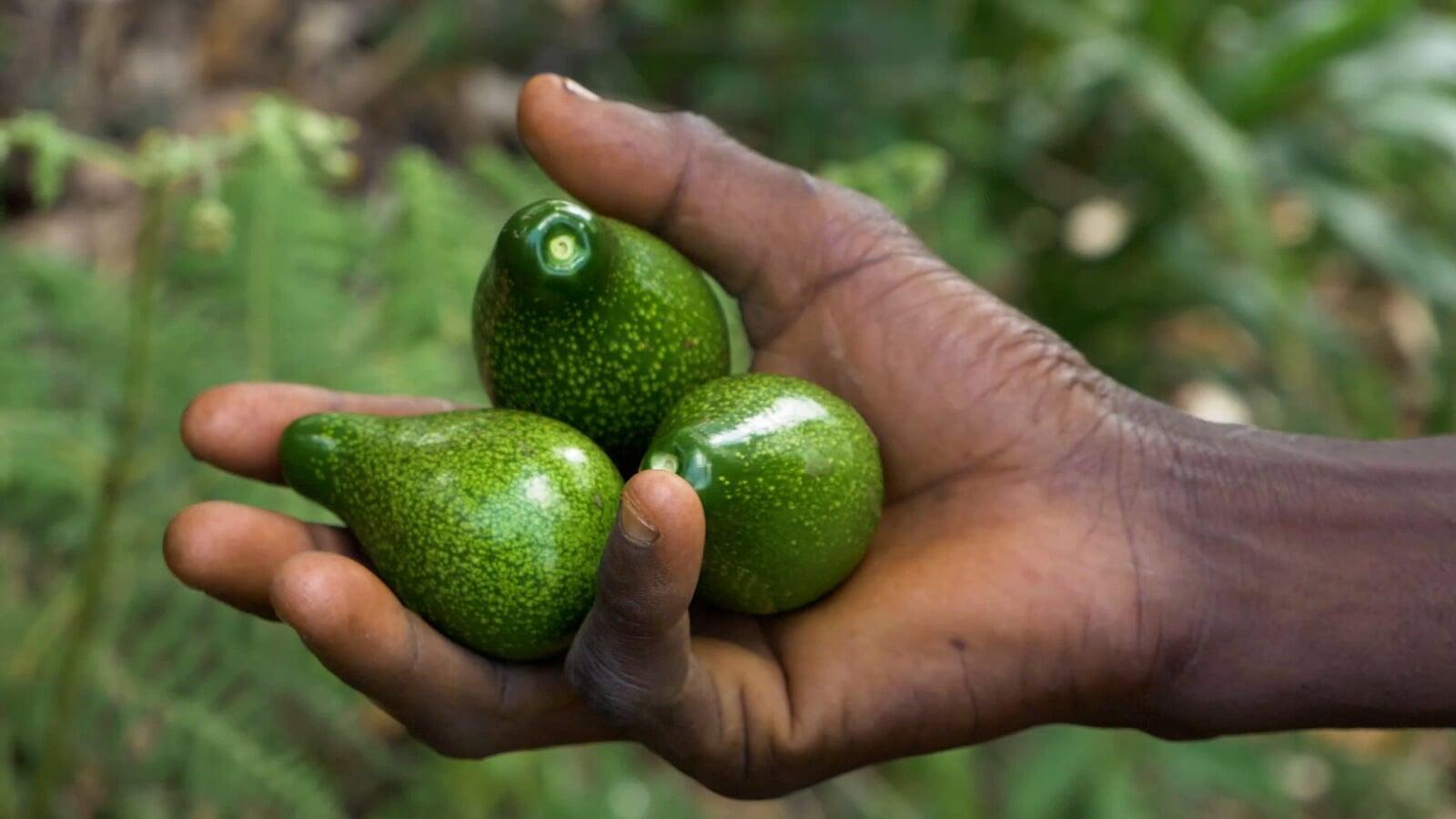 Cultivating Green Prosperity: The Transformative Benefits of Tree Planting Initiatives in Mexico